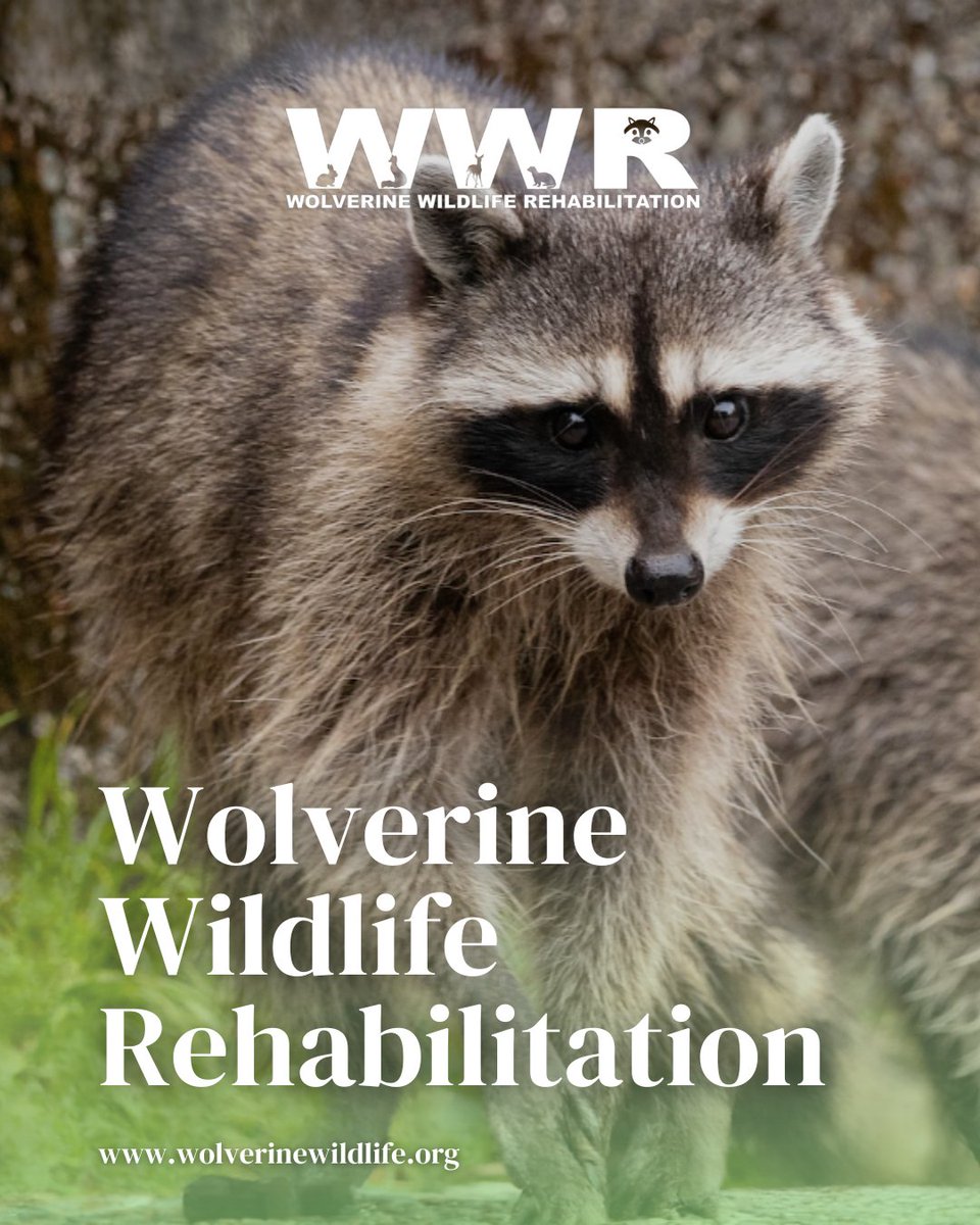 Restoring harmony in nature, Wolverine Wildlife Rehabilitation is a wildlife sanctuary. We strive to nurture and rehabilitate, creating a haven for the wild. 🌿🐾 . Learn Mor bit.ly/3vcbt7R. . #wwr #wolverinewildliferehabilitation #nonprofit #camdenmichigan