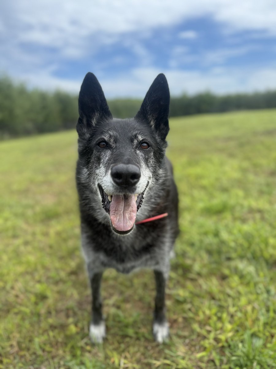 K-9 Yoube overseeing our interview process this morning at the Project K-9 Hero Rehabilitation and Rehoming Facility! She has officially paw 🐾 stamped her selection! PROJECTK9HERO.ORG