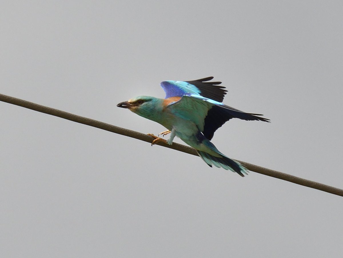 Successful landing at last #EuropeanRoller #Camargue #France