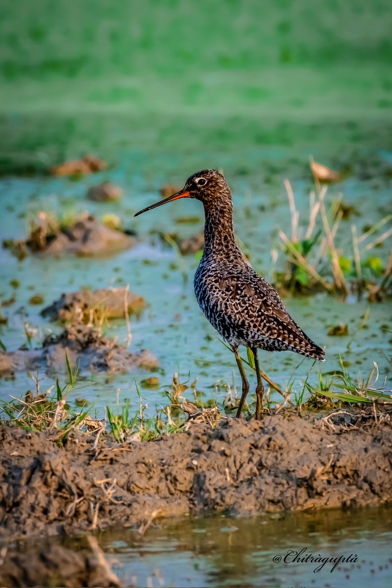 Spotted Redshank  (Breeding Plumage) from Ayodhya a passage migrant, April 24
@Team_eBird
#IndiAves #TwitterNatureCommunity
#NikonIndia #BBCWildlifePOTD #birdwatching  #natgeoyourshot #natureinfocus #indian_wildlifes
#NaturePhotography #ThePhotoHour
#wildlifephotography @Avibase