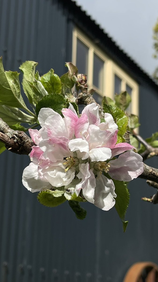 A little bit of Cornish blossom at last #blossomwatch #blossom #plymptonpippin #colloggettpippin #cornishgillyflower