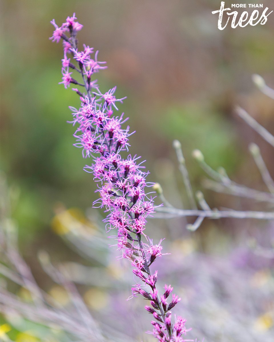 The vibrant purple hues of Liatris prove the flower lives up to its common name of 'blazing star'! This native wildflower in our Florida forests attracts pollinators like butterflies & bees with its nectar-rich flowers. Learn more about forest biodiversity:hubs.ly/Q02vzW2k0