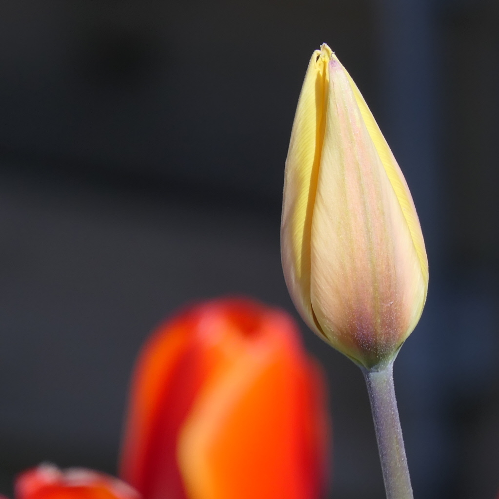 Another tulip study...

#orkney #orkneylife #islandlife #kirkwall #countryside #wildlife #visitorkney #loveorkney #lovekirkwall #lovick #northernlace #knittinglife #dogwalking #amdesigning #gardening