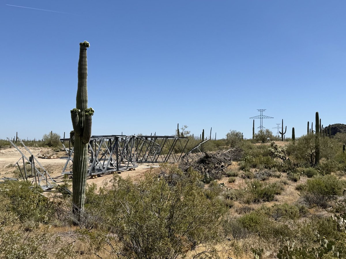 Ah, the saguaro are in bloom