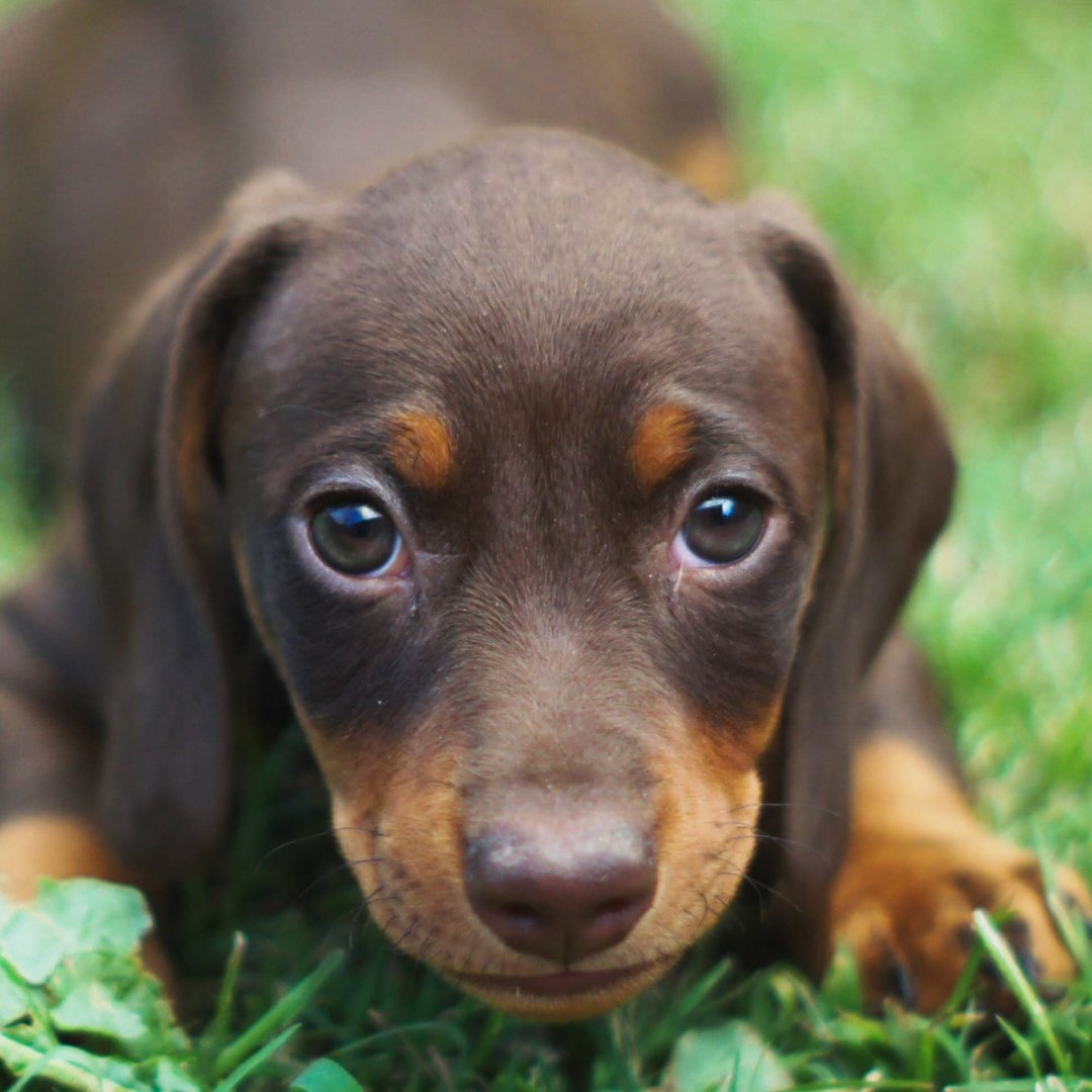Let's look at a dog that is low to the ground in stature but BIG in personality.

It was also most people's starting dog in Nintendogs - a hugely popular animal game a while back.

It's the sausage dog, the wiener dog, but more accurately the Dachshund!

Let's learn together!