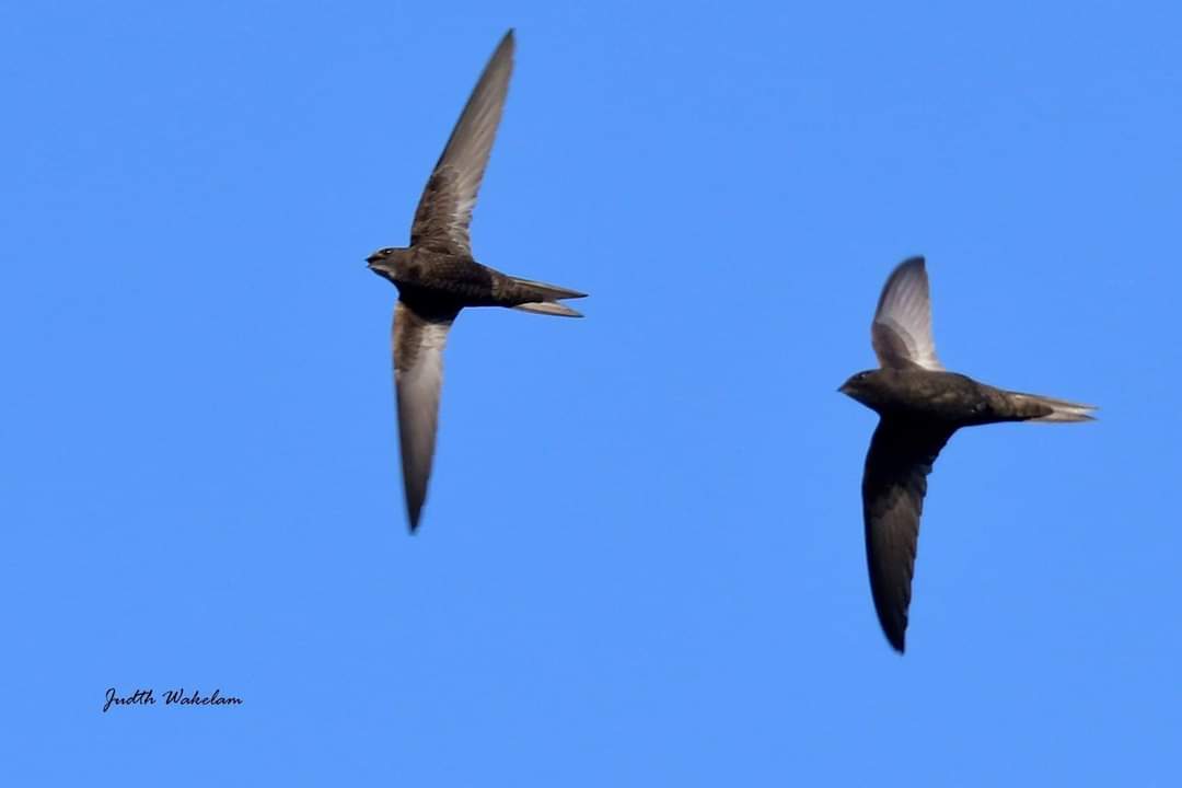 #Swifts now being widely reported across the UK but many more still to come. So do keep your nerve! Photo credit: Judith Wakelam who loved and cared for Swifts.