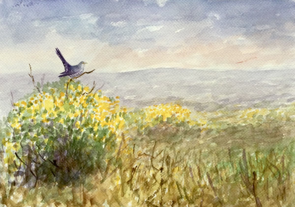 First cuckoo of the year amongst prime cuckoo habitat at Shaftoe crags this week, heard but not seen, a watercolour sketch from imagination. Have a good evening all 👍🙏