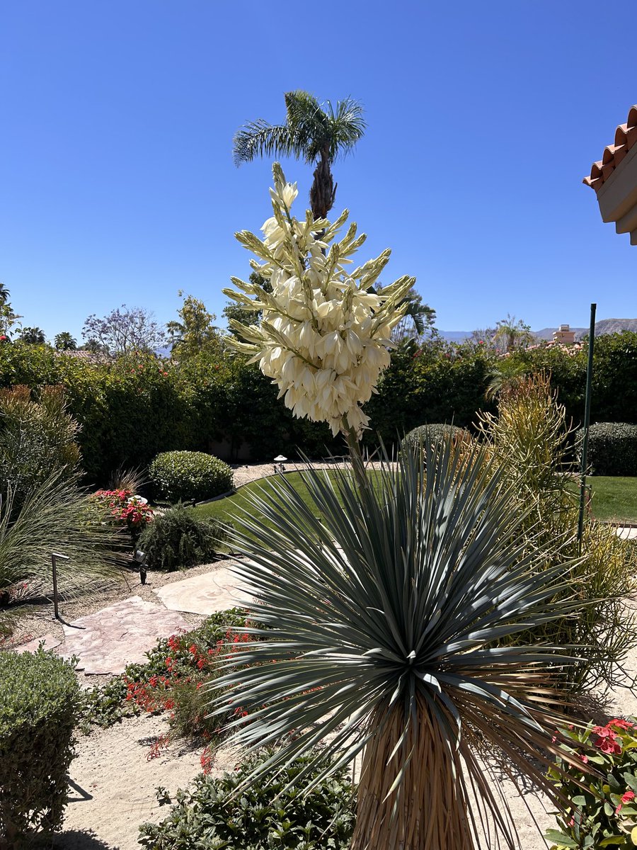Earlier in the posted a photo of the bud now it’s almost full bloom and gorgeous flower. It’s in the Yucca family.