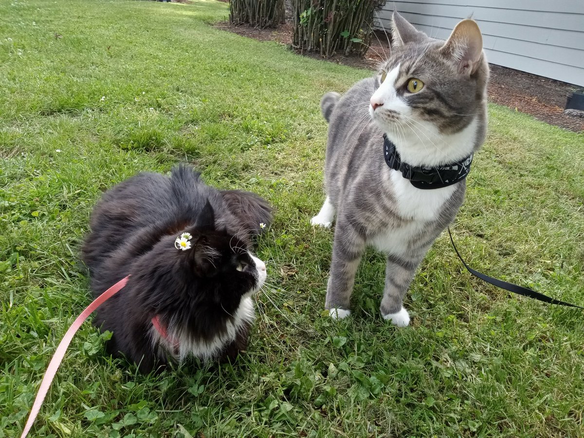 I have two cats(yes they are wearing leashes we live on a busy street)