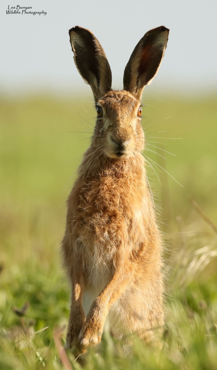 Out again this evening with the Hares @Natures_Voice @HPT_Official @BBCSpringwatch