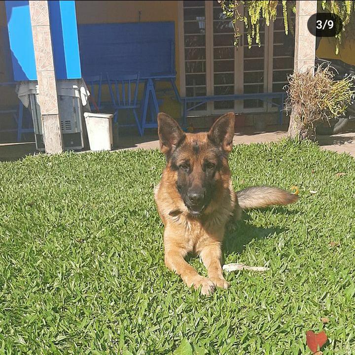 odiarioderocky's tweet image. Gente!! ⚠️

Se alguém ainda estiver fazendo resgate em Canoas, na Rio Branco, por favor, entre em contato comigo!! Queremos salvar nossos cachorros: o Luke e o Yoda. 

Rio Branco, Machadinho 982. No segundo andar da casa!