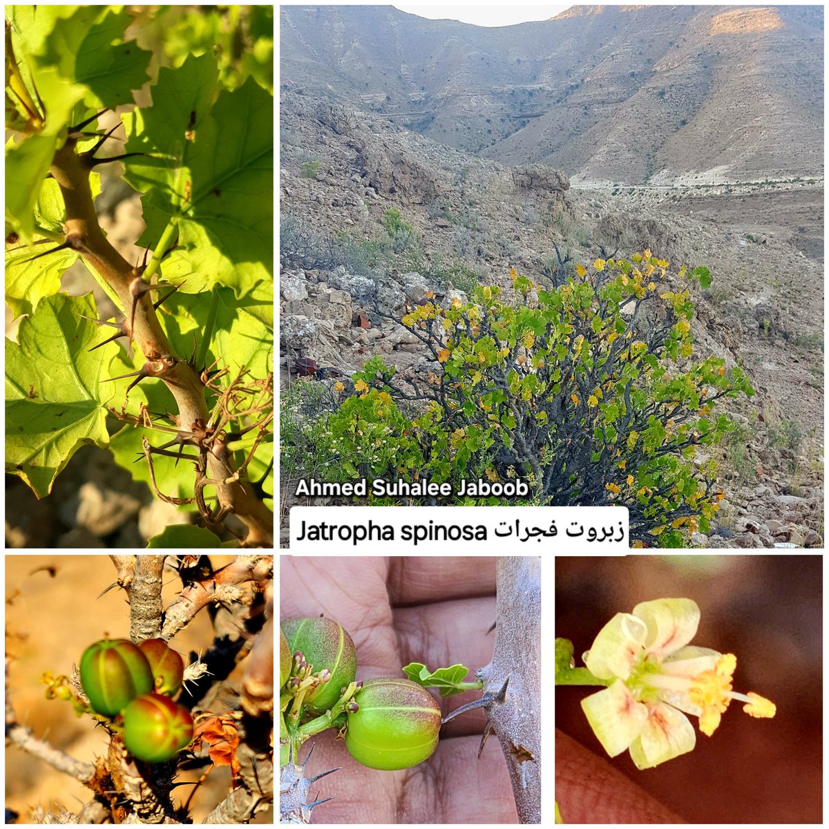 Jatropha spinosa
زبروت فجرات محليا، اكتشفت مؤخرا في (منطقة عرفت بجبل القمر) ضمن عشرة أنواع التي نشرتها حديقة النباتات العمانية. ينتشر النبات في نطاق ضيق ومهددة بالإنقراض. شكرا لحديقة النباتات العمانية والقائمين عليها على دورهم الرائد والجهود المبذولة والإهتمام. #فلورا_عمان