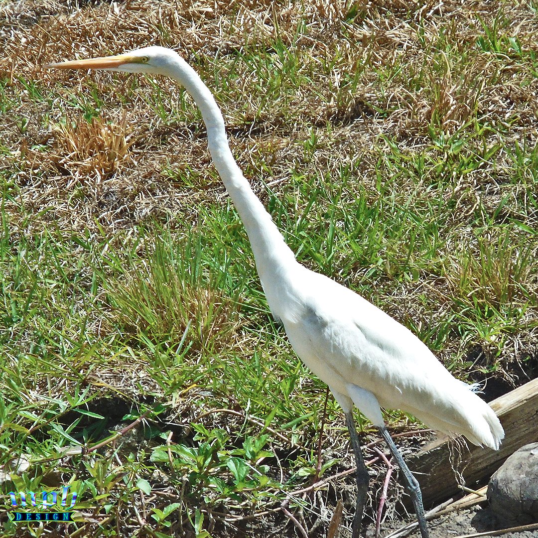 📷Creature
#Egret #Heron #WadingBird #SWFL #Canal #CapeCoral #Florida #Bird #Photography #ThePhotoHour #NFT #fyp #Wildlife #Nature #MPHDesign