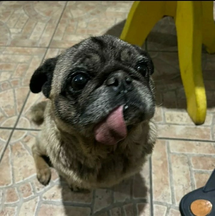 odiarioderocky's tweet image. Gente!! ⚠️

Se alguém ainda estiver fazendo resgate em Canoas, na Rio Branco, por favor, entre em contato comigo!! Queremos salvar nossos cachorros: o Luke e o Yoda. 

Rio Branco, Machadinho 982. No segundo andar da casa!