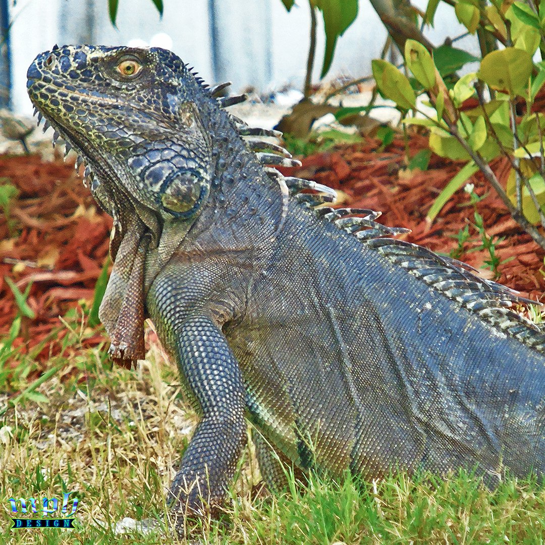 📷Creature
#Iguana #Lizard #Dragon #SWFL #CapeCoral #Florida #Photography #ThePhotoHour #NFT #FYP #Wildlife #Nature #MPHDesign