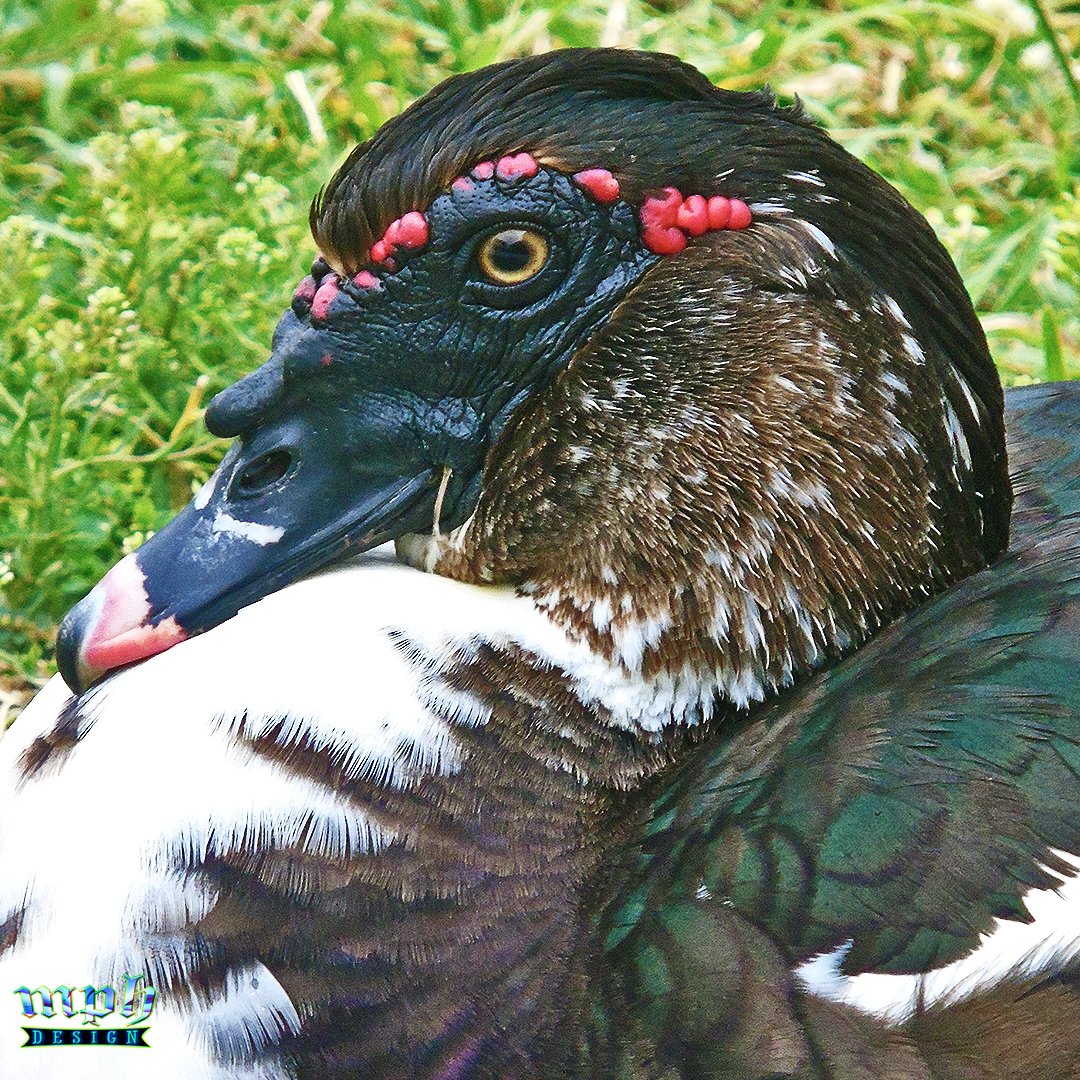 📷Creature
#Duck #MuscovyDuck #Bird #CapeCoral #Florida #Photography #ThePhotoHour #NFT #FYP #Wildlife #Nature #MPHDesign