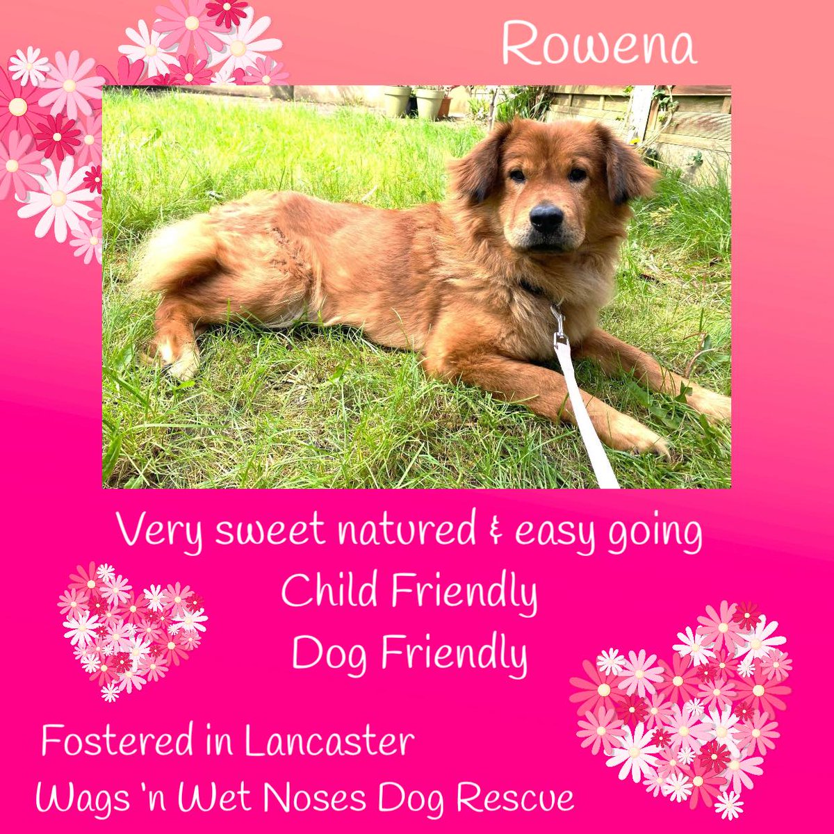 #k9hour 3yo Chow/Lab mix ROWENA was originally found abandoned with her pup, in the middle of nowhere & couldn't walk properly. Her back end was trailing behind her & her rescue thought she had an injury that rendered her unable to walk. However, after vet treatment & good food &…