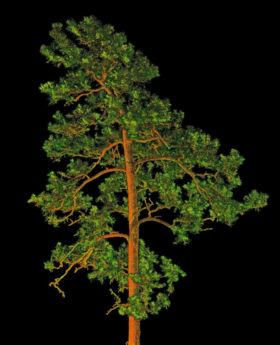 Some eye-candy to share. This is a terrestrial #lidar scan of a #shortleaf #pine grown in an old-growth forest in Missouri. The detail we can capture with lidar is helping us study details about the canopy of southern pines