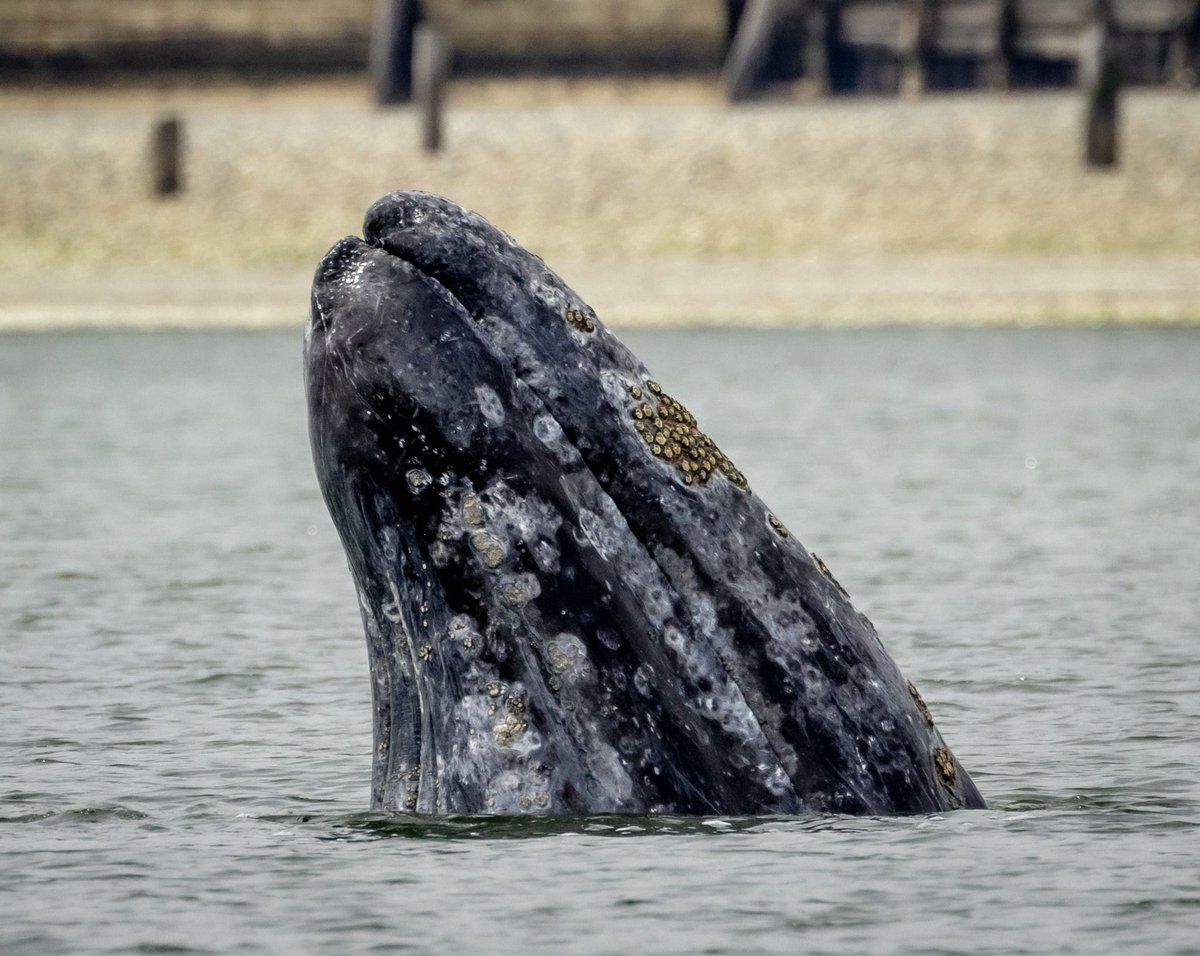 T099s and Grays. Read the full story here: buff.ly/3oco4oJ
Photo by Janine
#WhaleTales