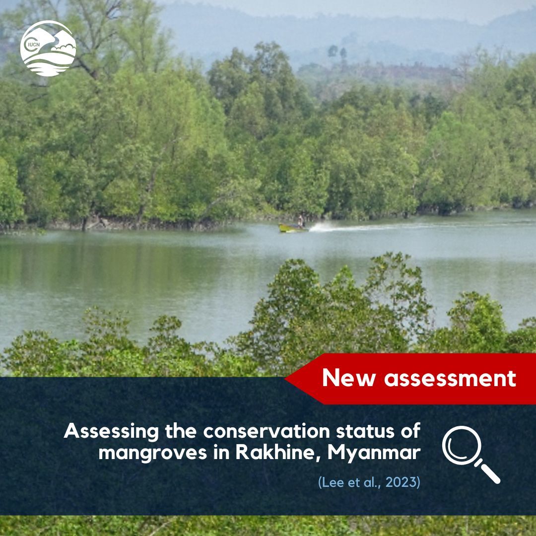 Reassessing Myanmar's Rakhine mangrove 🌿 reveals critical endangerment due to historical loss & ongoing degradation. This study marks Asia's first reevaluation under Red List criteria, highlighting tech's potential! Read the news 👇 buff.ly/4aQtj0i #RLEassessment