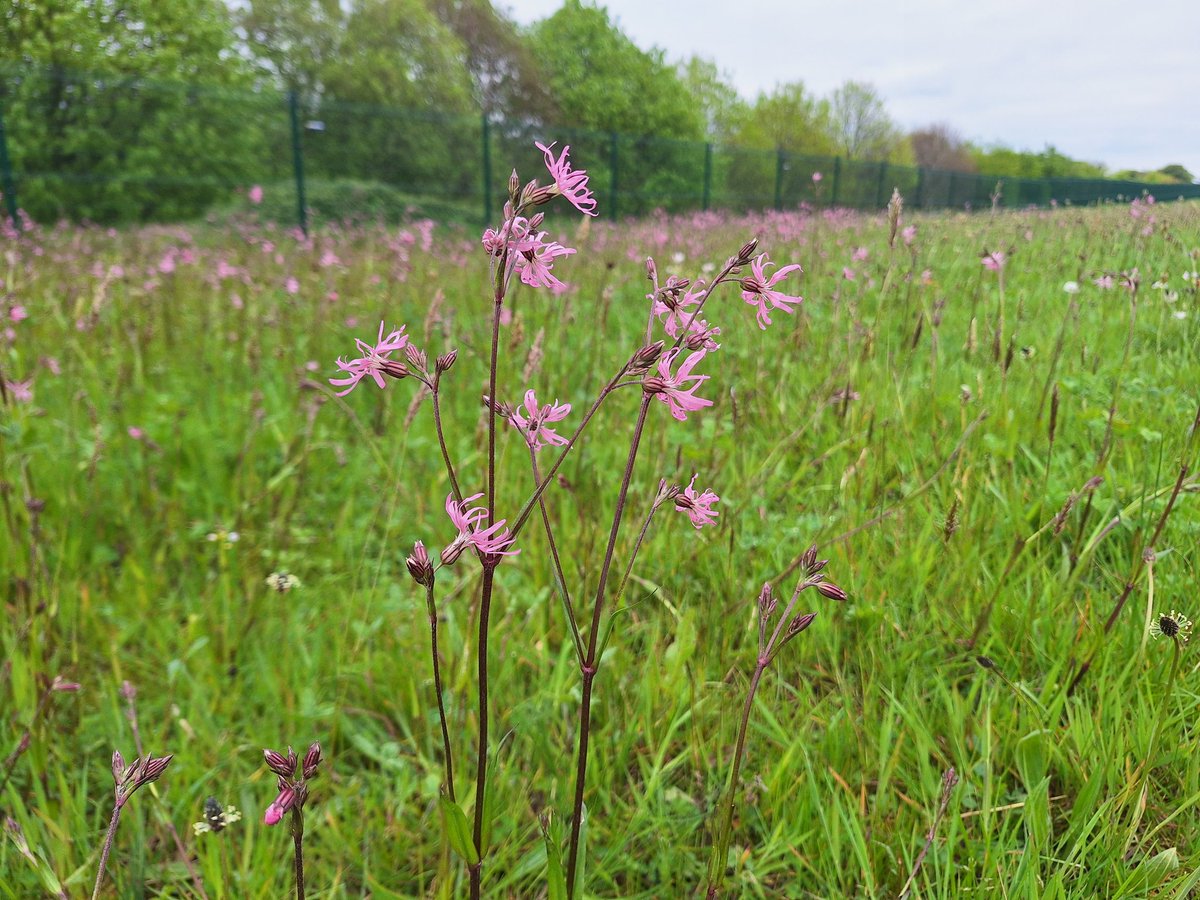 A fine stretch of wild flower meadow with Ragged Robin & Cuckoo Flower in bloom. Give the mower a rest #NoMowMay