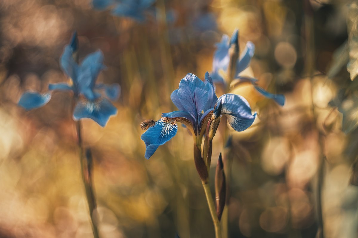 Iris
Helios 44 'Zebra'
#flower #bokeh #bokeh_addicts #smallworldlovers #macro_brilliance #dof_brilliance #iris #spring #nature #flora #garden #helios44 #vintagelens #m42