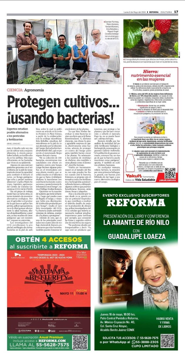 Protegen cultivos... ¡usando bacterias! Les compartimos esta nota en el @Reforma @reformaciencia , a cargo de @israelgRim, sobre una investigación colaborativa desarrollada en el CCG. reforma.com/protegen-y-aum…