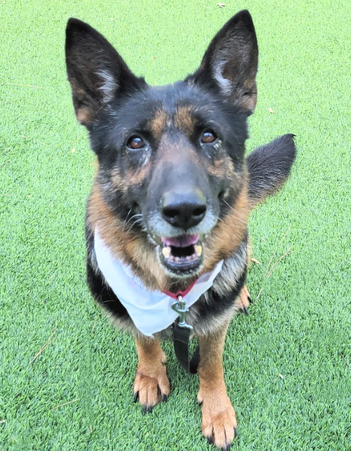 Nifty gal, Nella (#A2121999), a 5-year-old female Shepherd, is ready for adoption. She's easy to leash w/ mild pull on walks, knows sit & gives paw, takes treat w/ open mouth.💚🦴 Meet w/o an appt at East Valley Shelter; @LACityPets; laanimalservices.com/shelters/east-…