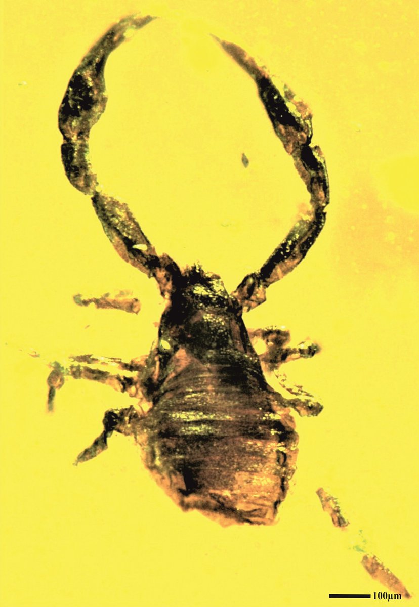 An exceptionally preserved pseudoscorpion has been discovered in Eocene amber from Gujarat, Western #India. The #fossil represents a new genus and species, Geogaranya valiyaensis, and provides new insight into the diversity of tree-dwelling animals in #Eocene tropical forests.