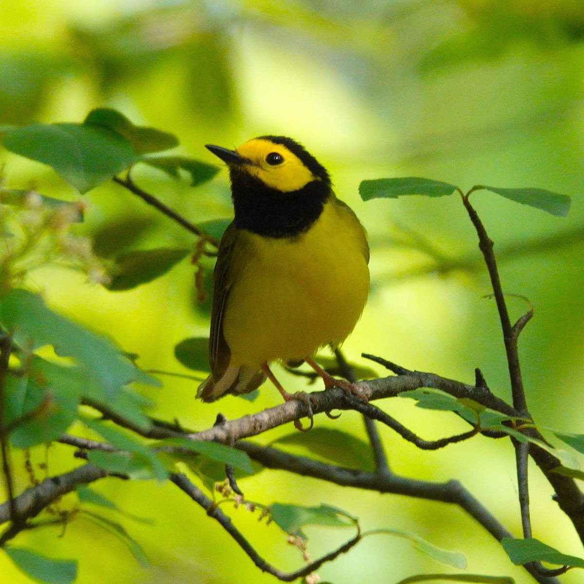 Hooded Warbler. These adorable little ninjas are passing through and will soon be gone. But I am grateful for each one I see.  #warbler #warblers #birding #birdphotography #birdcentralpark #songbirds #springmigration #birdcp #birdcpp #birds #birdphotos