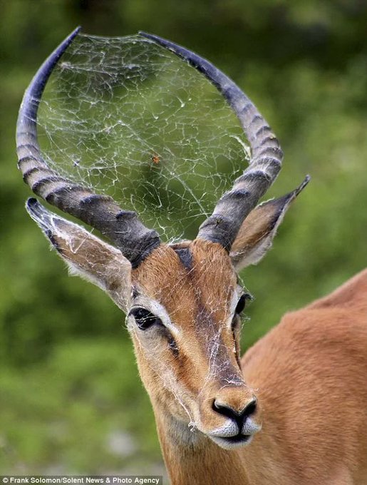 The antelope with his own web site

[📸 Frank Solomon]