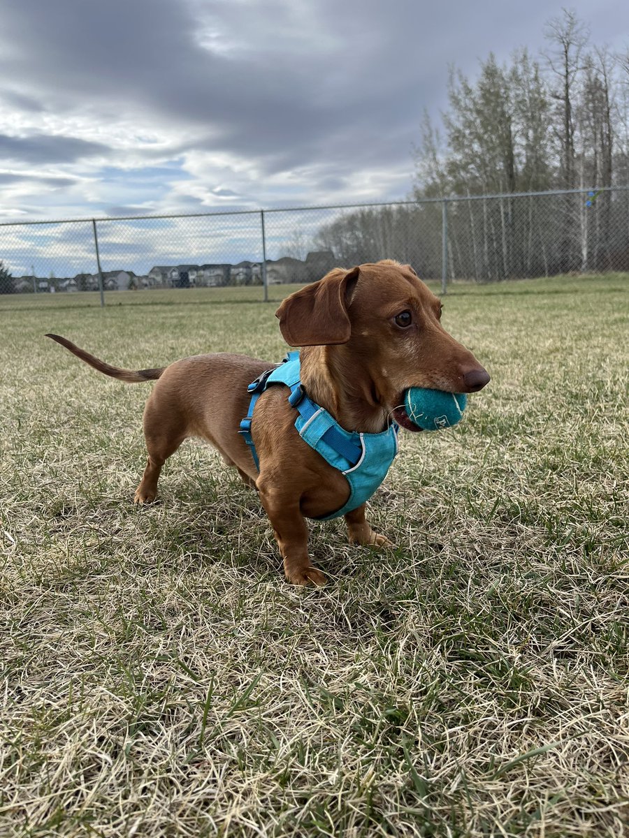 Hello #GoodTwitter…it’s been a while.  My bad.  Thought I’d share some pics of my GrandPAWpy Oscars visit too the dog park.  Doesn’t like playing fetch much, he’d much rather play keep away.  
#Dogs #Dachshund