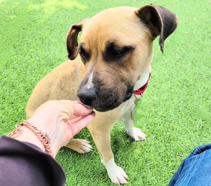 Friendly BFF, Fiona (#A2128544), a 2-year-old female Black Mouth Cur, is ready for adoption. He's easy to leash/walk, enjoys petting, chases balls, & likes relaxing w/ humans. 🤗💚 Meet w/o an appt at East Valley Shelter; @LACityPets; laanimalservices.com/shelters/east-…