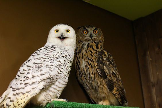 owlposting's tweet photo. light mode and dark mode https://t.co/6OwxwqACKP