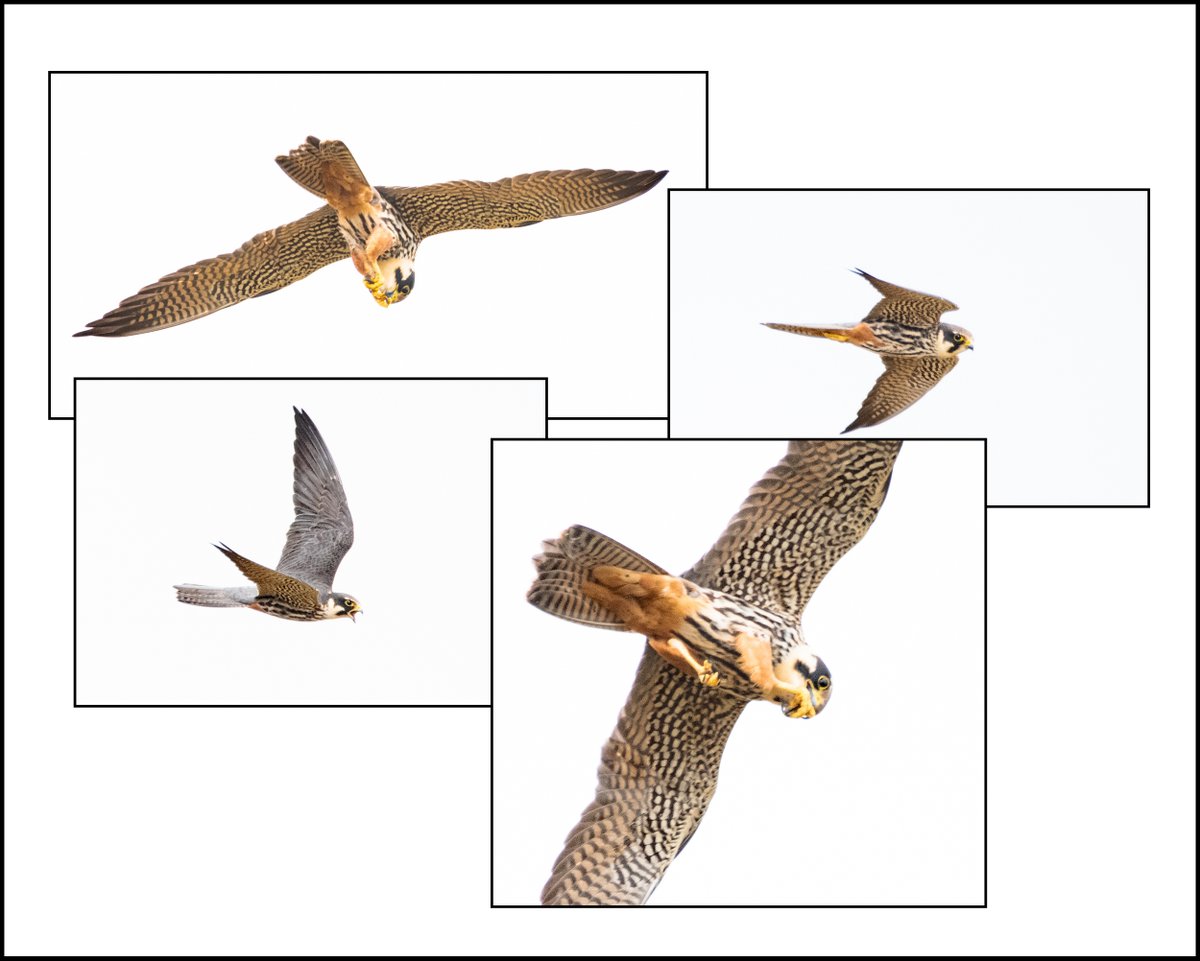 Hobbies catching dragonflies earlier today in #Shropshire. #Photography #Birds @BTO_Shropshire @sosbirding @Natures_Voice