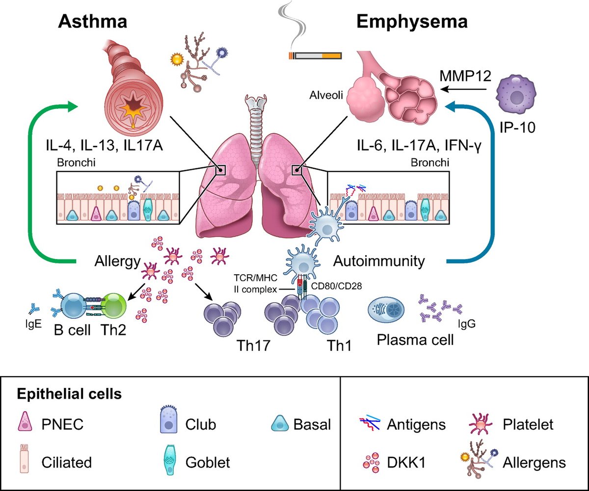 Interesting research in @AJPLung We recommend reading this Review in @physiolrev ➡️ Contribution of adaptive immunity to human #COPD and experimental models of emphysema doi.org/10.1152/physre… #autoimmunity #emphysema