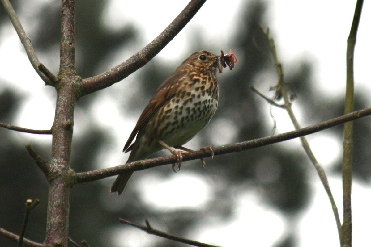 Just found out blue tits are nesting in the birdbox on the side of my house, and the song thrush actually part of a pair (which is also nesting in the area!) #londonbirds