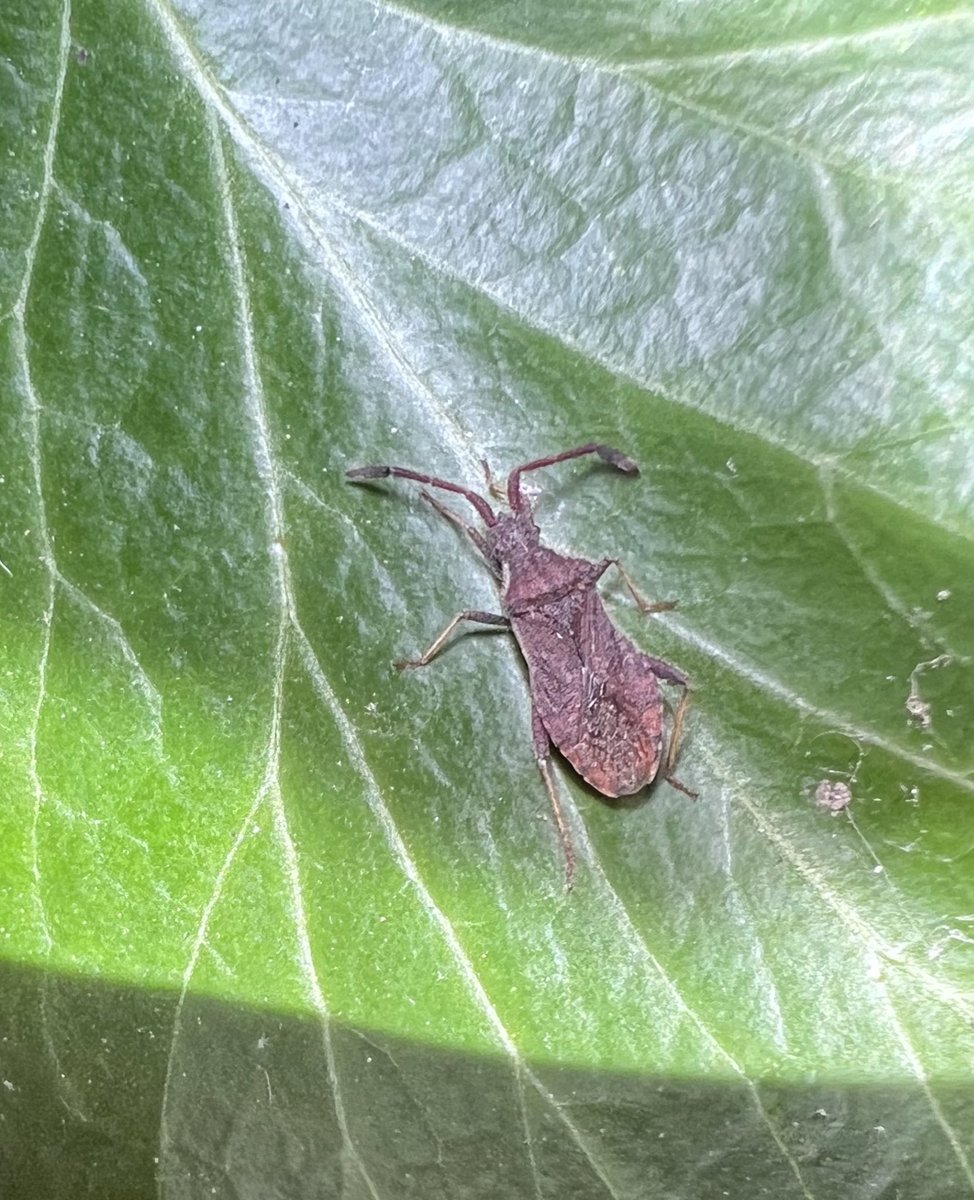 A Denticulate Leatherbug (Coriomeris denticulata) in the Ivy this afternoon. A new species for me and the garden. @BritishBugs