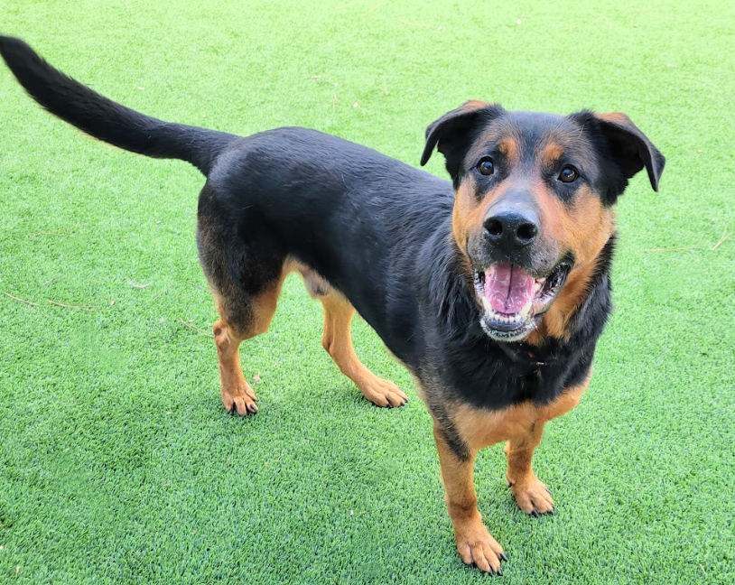Terrific boy, Theodore (#A2131844), a 5-year old male Rottweiler, is ready for adoption. He knows shake paw and sit commands, enjoys treats, is gentle and easy to leash/walk.🤗💚 Meet w/o an appt at East Valley Shelter; @LACityPets; laanimalservices.com/shelters/east-…