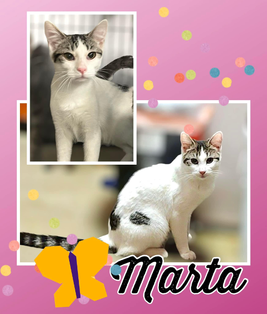 A MARTA MONDAY! This is Marta. She originally tested negative for FeLV. She then developed FIP, was treated for it. However, after developing a high fever and becoming lethargic, Marta was tested again for FeLV and this time the test came back positive. #snapcats #lukiehouse