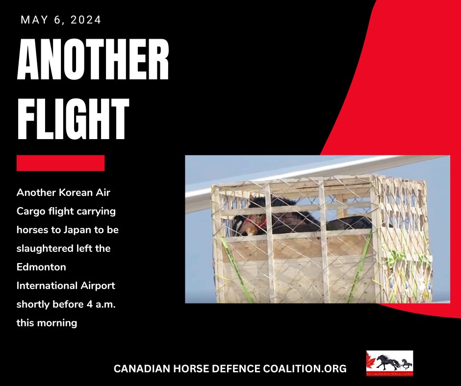 𝑫𝒊𝒅 𝒚𝒐𝒖 𝒌𝒏𝒐𝒘?
 Over 969 horses were flown to Japan to be slaughtered from January 1 to March 4, 2024! 🐴✈️

They have no voice. 🐴 
You do.

Please send the letter at horseshit.ca asking your MP to support bill C-355
#SayNeightoLiveHorseExportForSlaughter