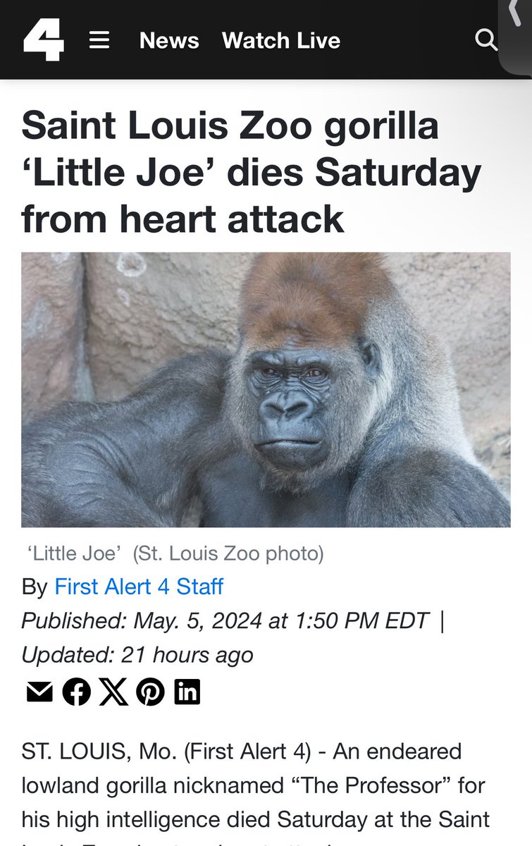 Famous gorilla “Little Joe” has died suddenly from a heart attack in the Saint Louis Zoo. In September 2021, the Director of Animal Health, Sathya Chinnadurai, bragged about how all the zoo animals had been conditioned into ‘voluntarily’ accepting the experimental Zoetis COVID-19…