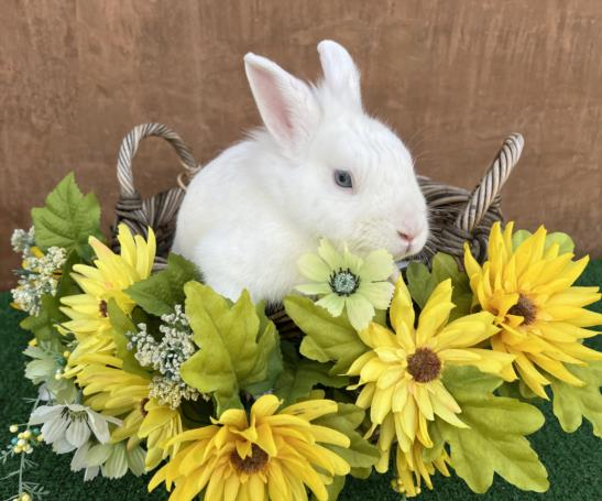 Spring love awaits! Meet Bugs Buuny (#A2134041), a 1-year-1-month-old male rabbit, is ready for adoption. He is neutered and weighs 3.3 lbs. 🐰🤗 Meet w/o an appt at East Valley Shelter; @LACityPets; laanimalservices.com/shelters/east-…