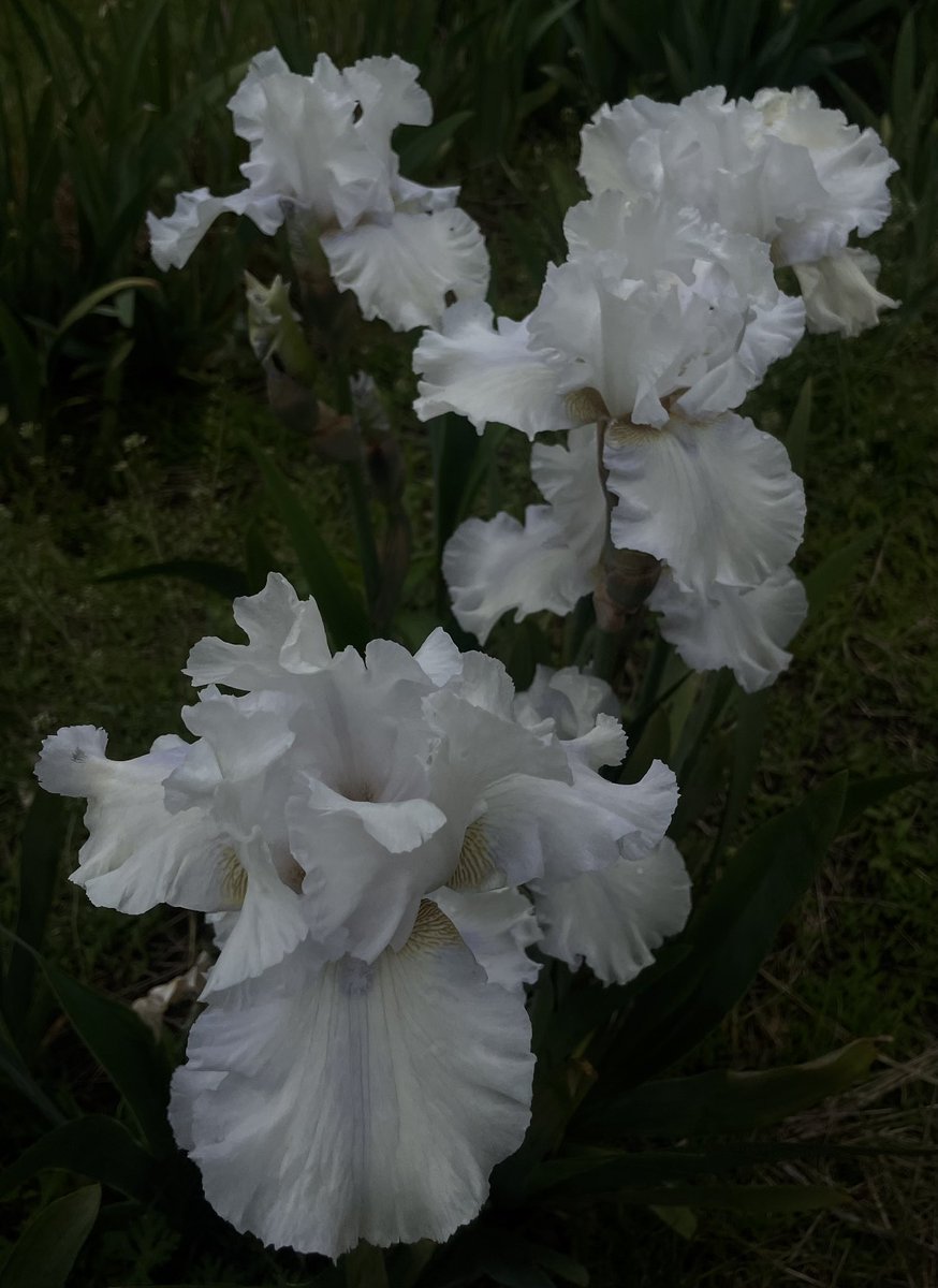 more irises from this weekend