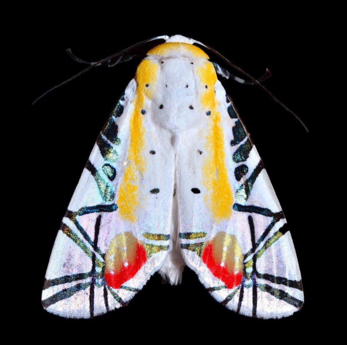 Baorisa hieroglyphica, also known as the Picasso moth.