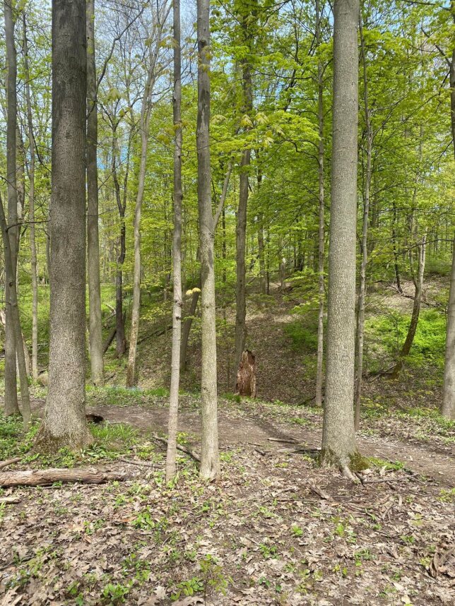 We searched our way around Short Hills Provincial Park today with @NellesNews , as they completed our geocaching program! Our cache hunt was a success and we could not have asked for better weather! #playexplorediscover @dsbn @ColleenFast1