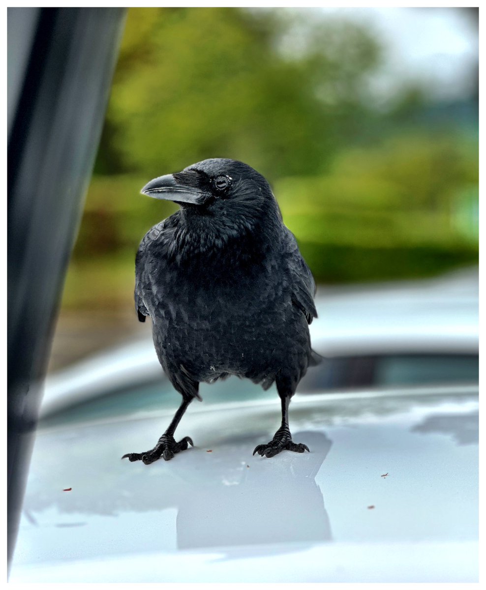 Wonderful close encounter with this young crow today. Magical! 💫🖤

#CrowMoon