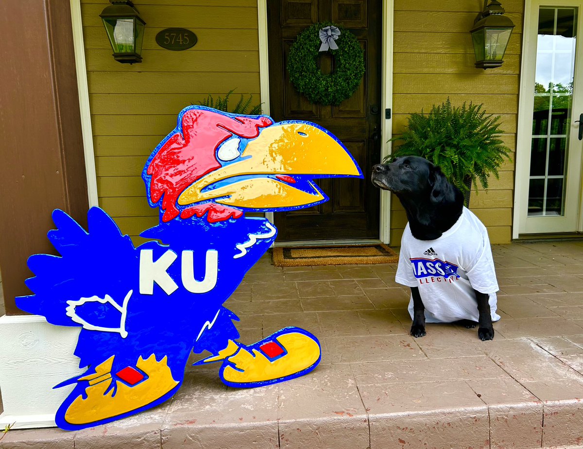 Phog says, “Please give to the March to a Million Campaign for a chance to win this custom made Saint Bernard sized Jayhawk!” ♥️🐾💙 massstnil.com/pages/march-to…