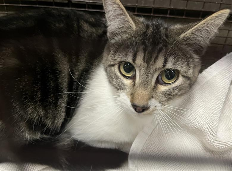 Chill out with Chella (#A2134005), a 2-year-old female cat, is ready for adoption. This former stray is spayed, weighs 7.8 lbs., is timid but not aggressive. 😺💚Meet w/o an appt at East Valley Shelter; @LACityPets; laanimalservices.com/shelters/east-…