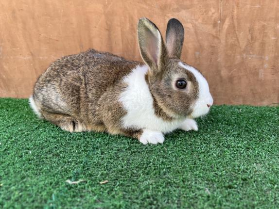 Blooming with joy is Flower (#A2129226), a 9-month-old male rabbit, ready for adoption. He's neutered and weighs 2.36 lbs. 💚🐇🤗 Meet w/o an appt at East Valley Shelter; @LACityPets; laanimalservices.com/shelters/east-…